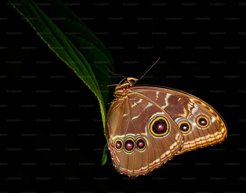 a brown butterfly sitting on top of a green leaf