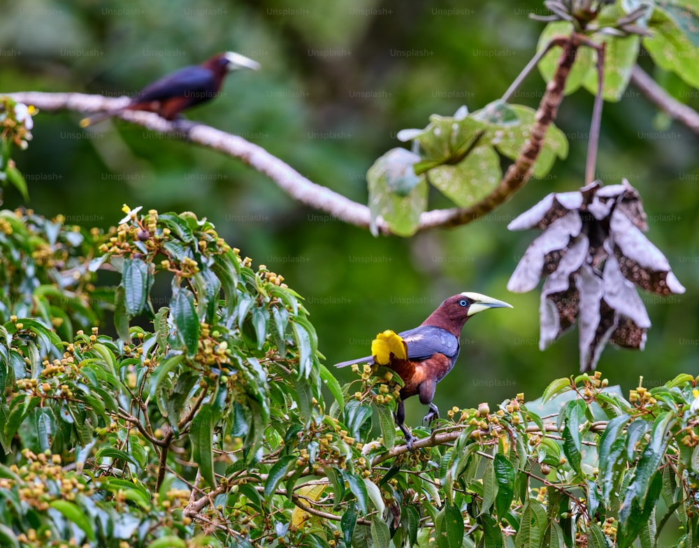 木の上に座っている数羽の鳥