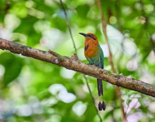 um pequeno pássaro colorido empoleirado em um galho