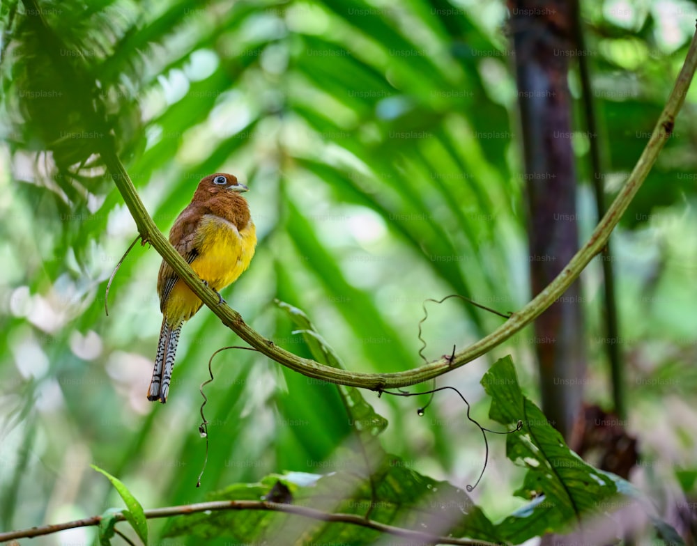 a small bird perched on a tree branch