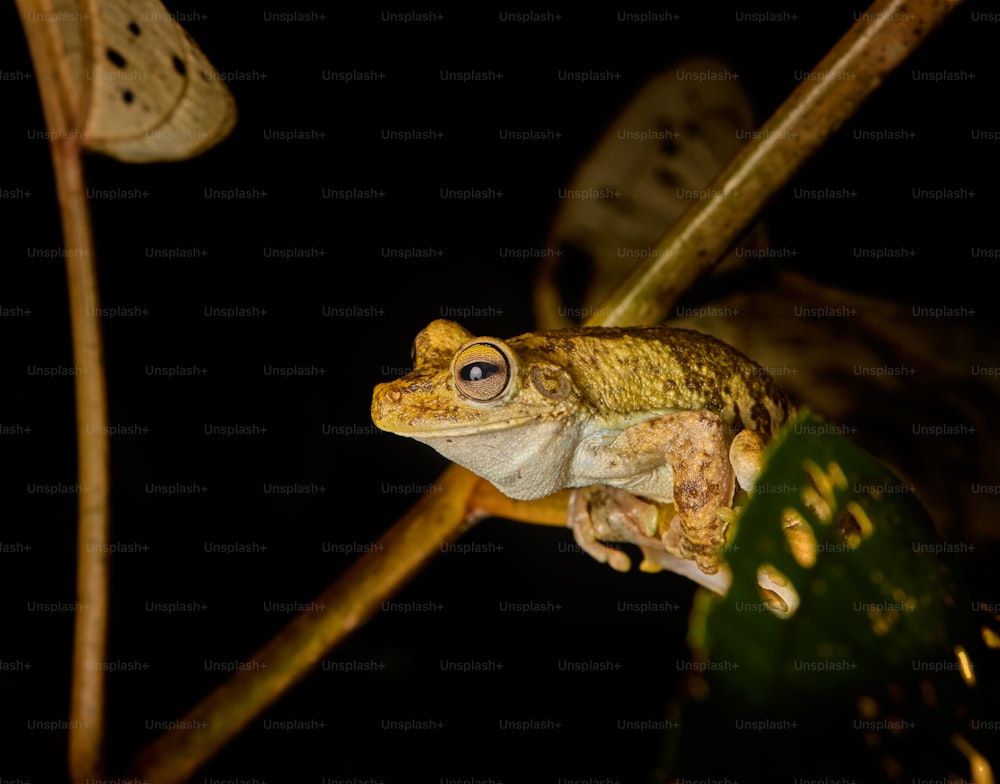 a frog sitting on top of a green leaf