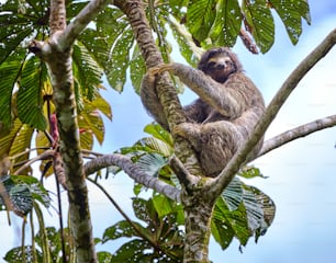 a brown and white sloth sitting on a tree branch