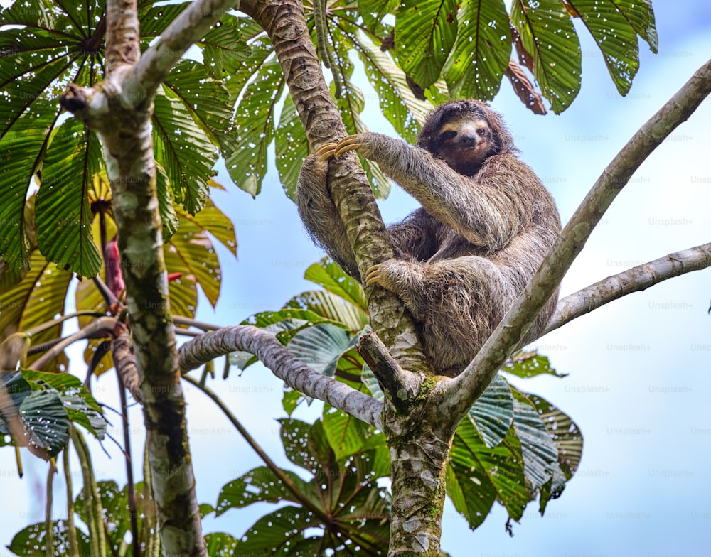 un bradipo marrone e bianco seduto su un ramo d'albero