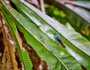 ein kleiner blauer Vogel, der auf einem grünen Blatt sitzt