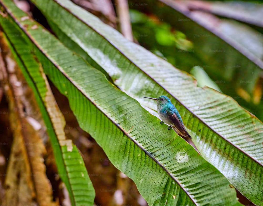 a small blue bird sitting on a green leaf
