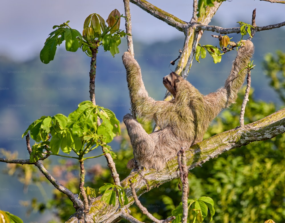 a sloth hanging from a tree branch in a forest