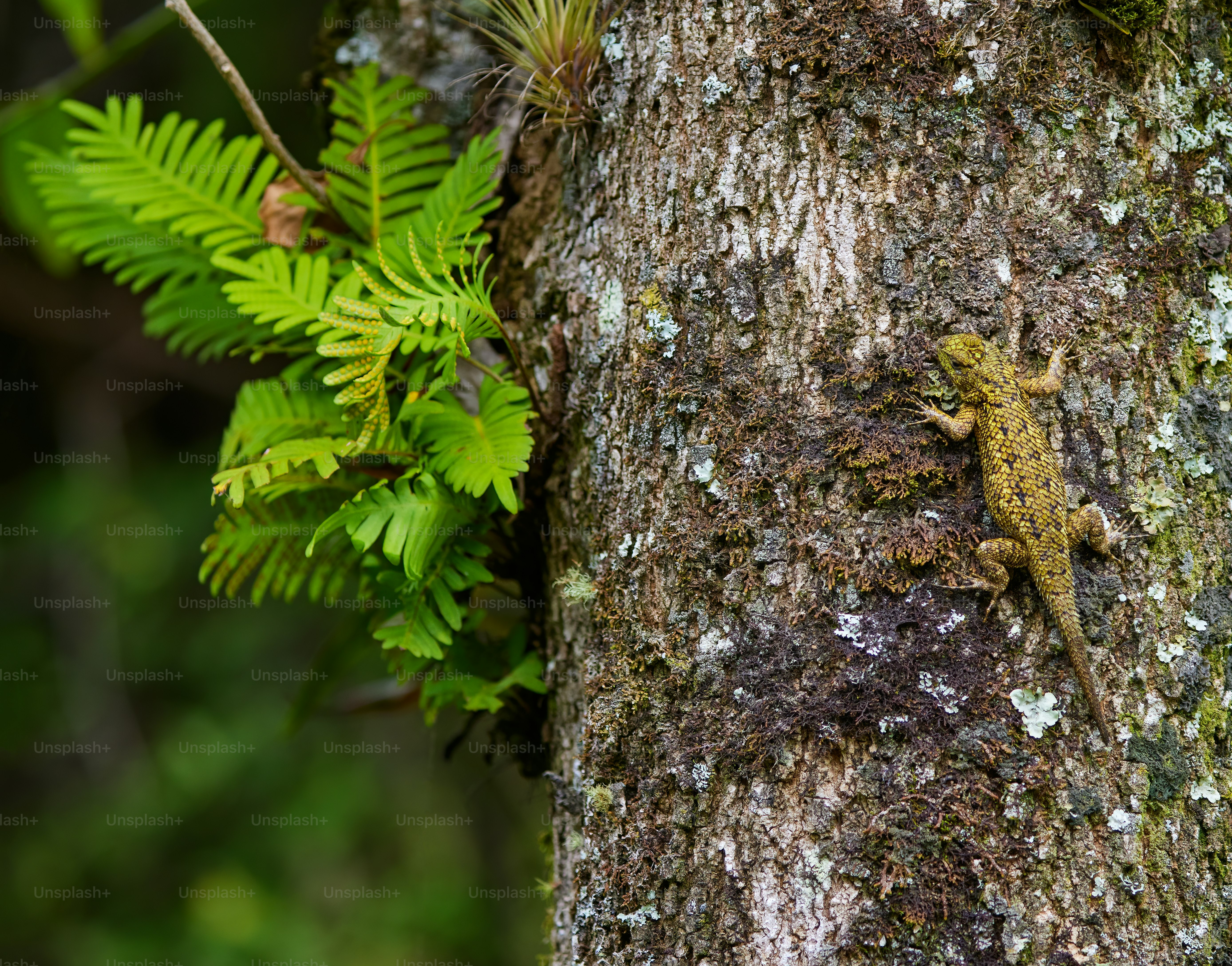 A lizard climbing up the side of a tree photo – Jungle Image on Unsplash