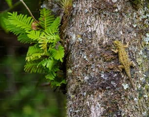 Un pequeño lagarto en el costado de un árbol