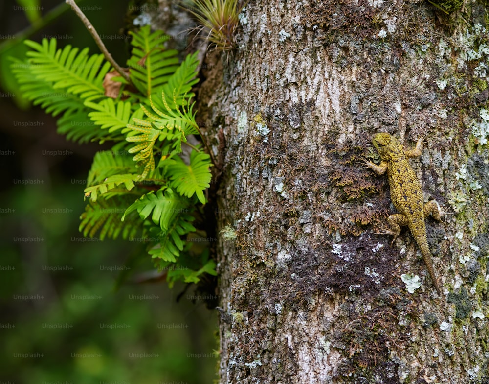 a small lizard on the side of a tree