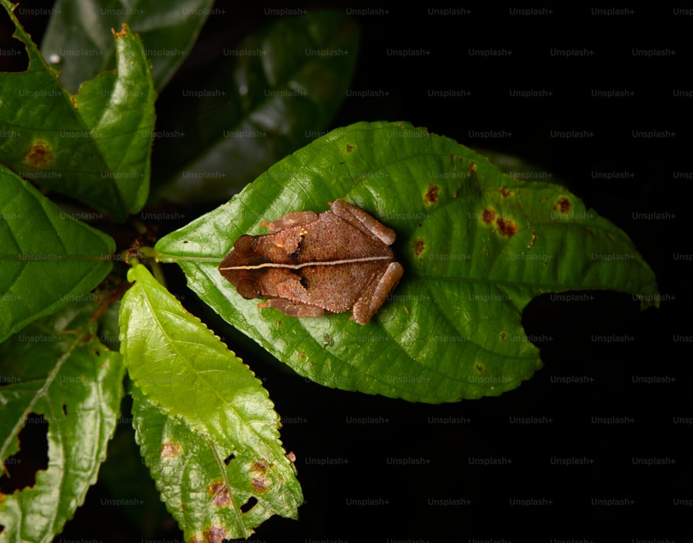 a brown frog sitting on top of a green leaf