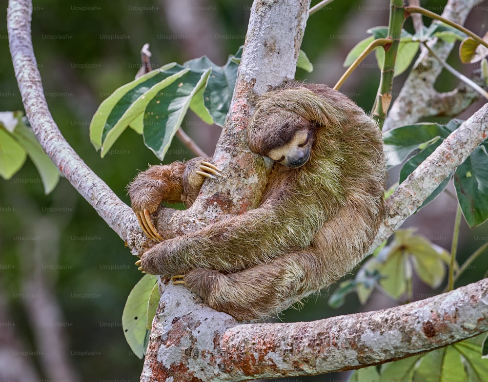 un perezoso durmiendo en la rama de un árbol en un bosque
