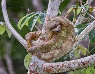 a sloth sleeping on a tree branch in a forest
