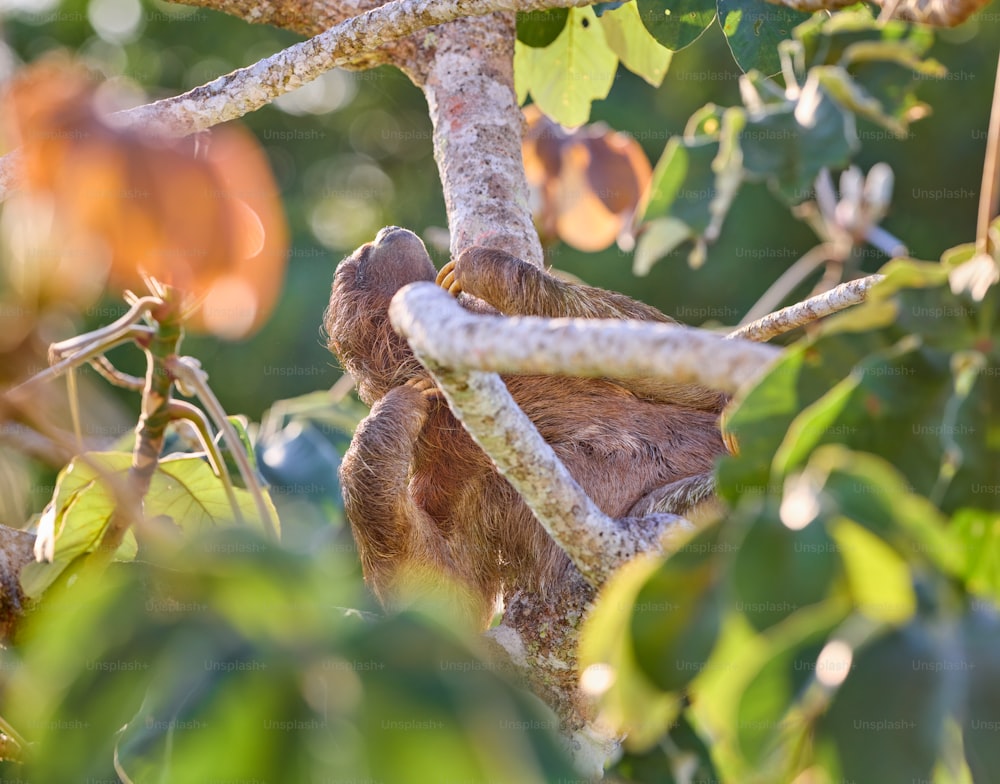 a brown and white sloth hanging from a tree branch
