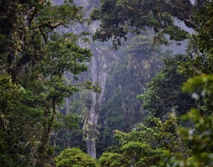 a forest filled with lots of tall trees