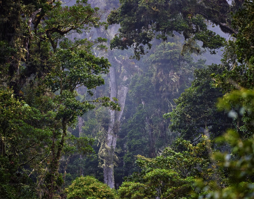 Un bosque lleno de muchos árboles altos