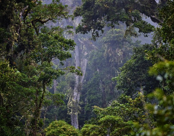 4 Days Uganda Gorilla Trekking Adventure