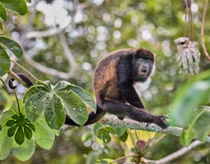 a monkey is sitting on a tree branch