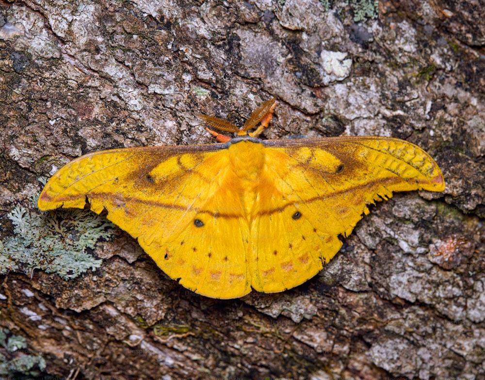 a yellow moth sitting on the bark of a tree