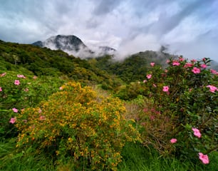 a lush green hillside covered in flowers under a cloudy sky