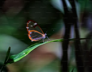 uma borboleta sentada em cima de uma folha verde