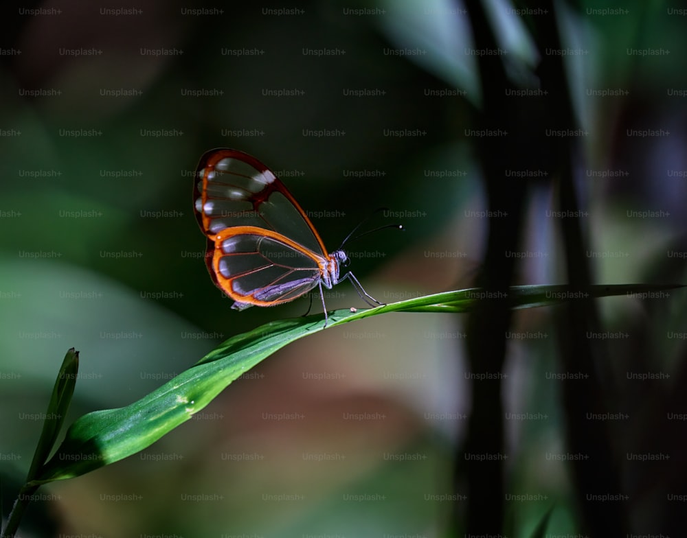 緑の��葉の上に座っている蝶