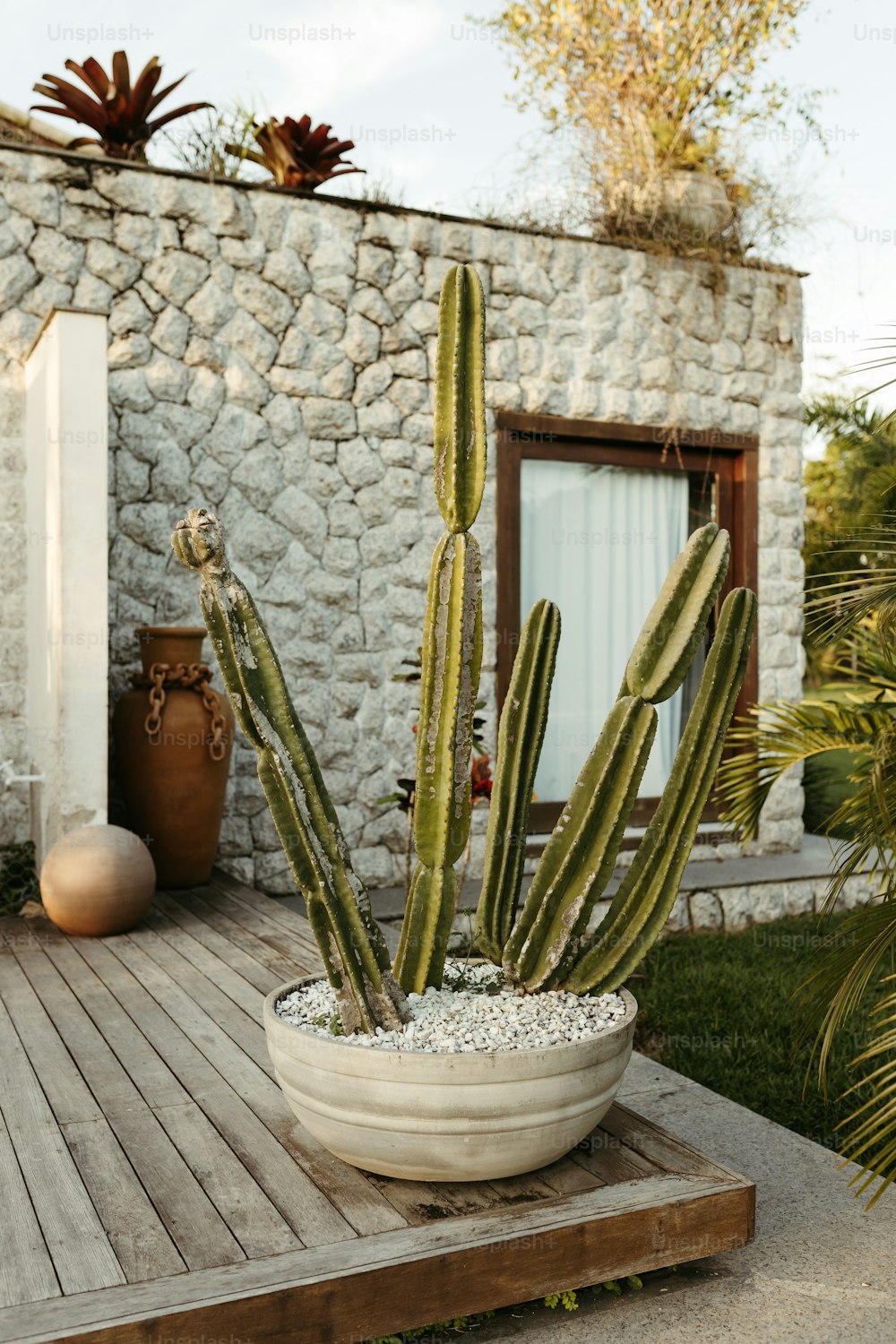 un cactus en una olla sobre una mesa de madera