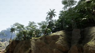 岩だら��けの崖の上のヤシの木のグループ