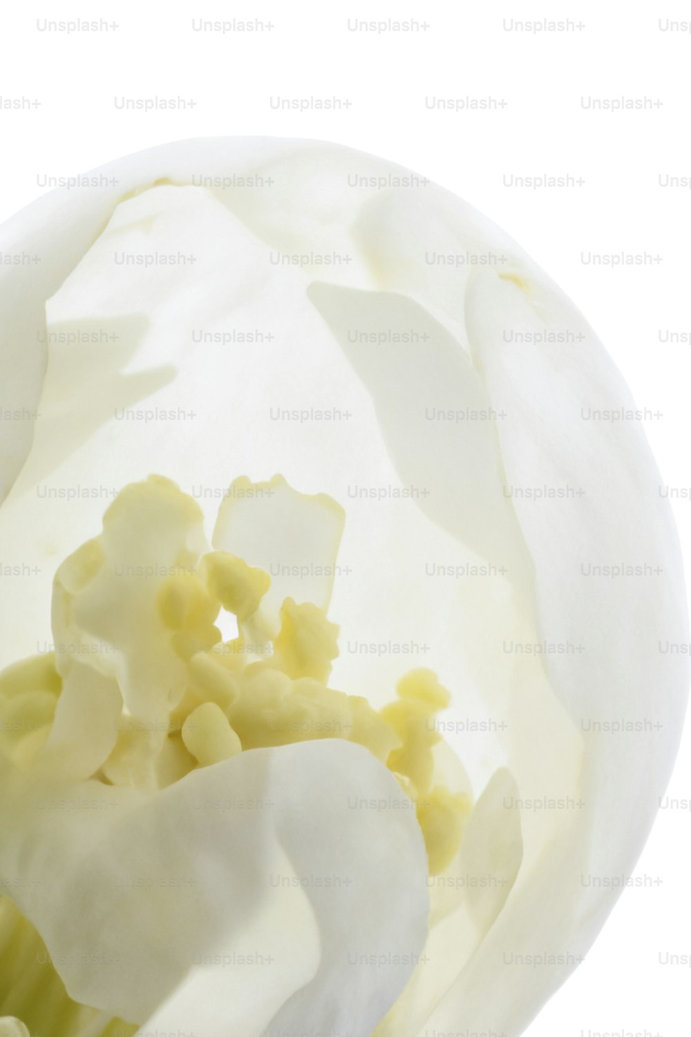 a close up of a white flower on a white background