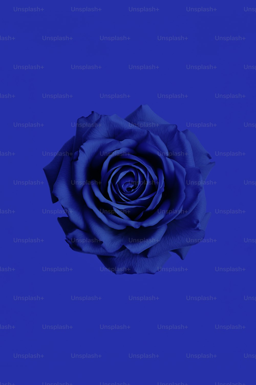 Eine blaue Rose wird vor blauem Hintergrund dargestellt