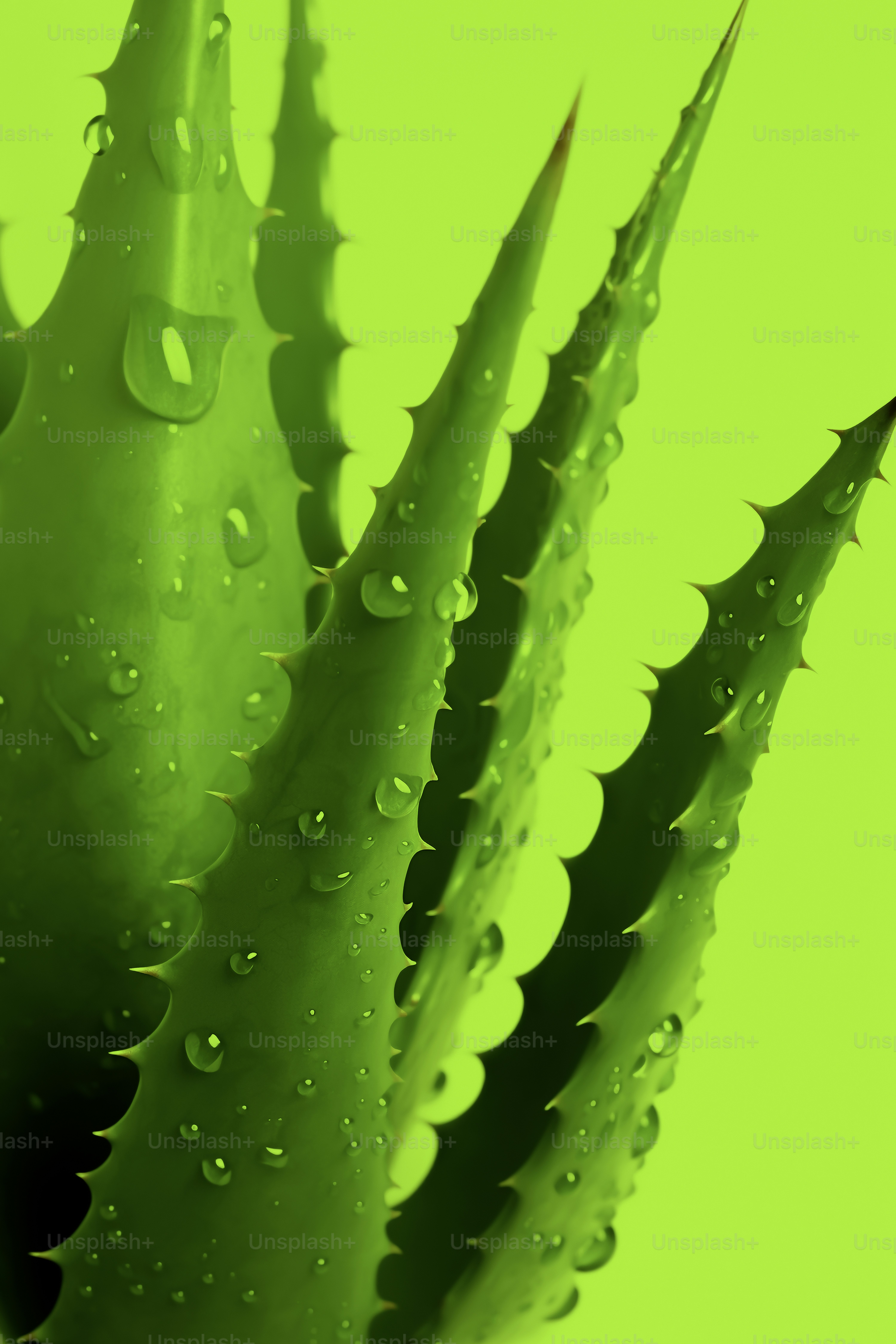 100+ Aloe Vera Pictures [HD] | Download Free Images on Unsplash, image size:3000x4500