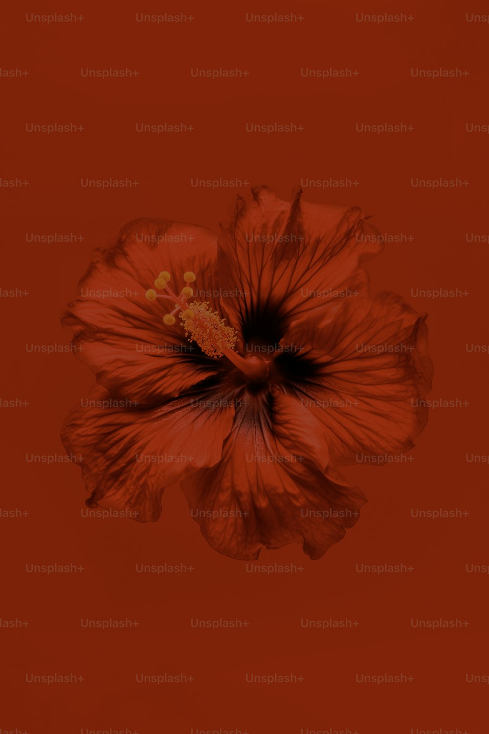 Una gran flor roja sobre un fondo rojo