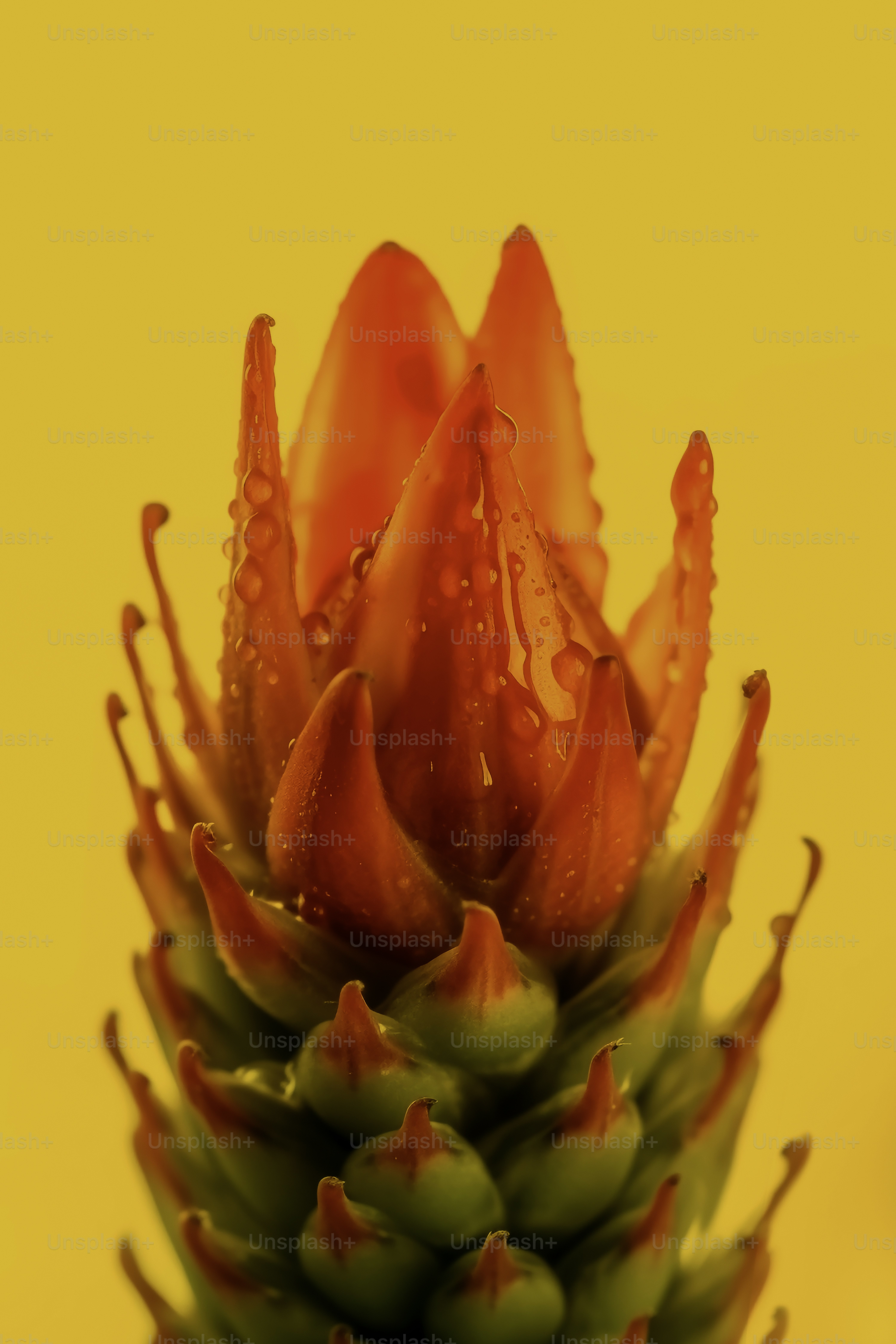 um close up de uma flor com gotas de água sobre ela