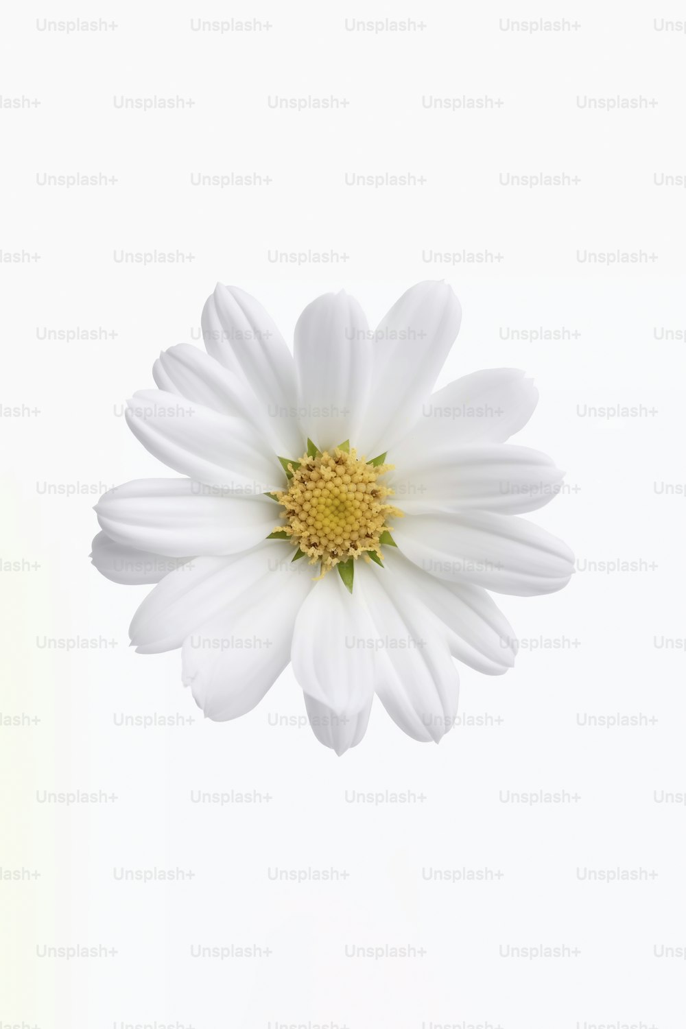 una flor blanca con un centro amarillo sobre un fondo blanco