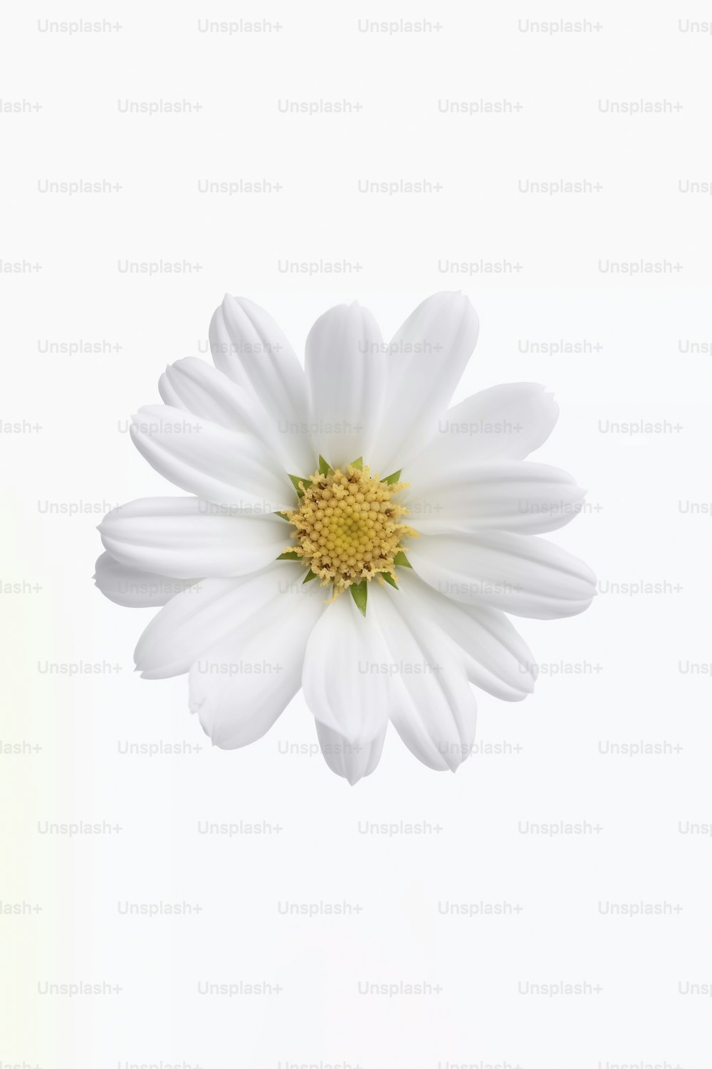 a white flower with a yellow center on a white background