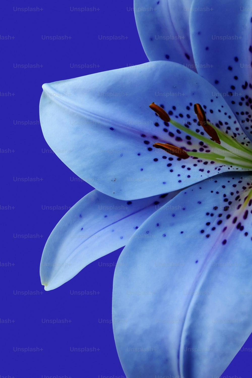 Un primo piano di un fiore blu su uno sfondo blu