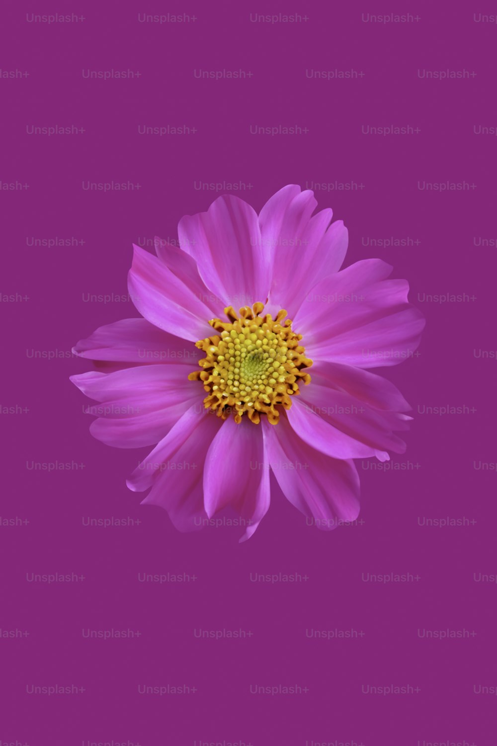 a pink flower with a yellow center on a pink background