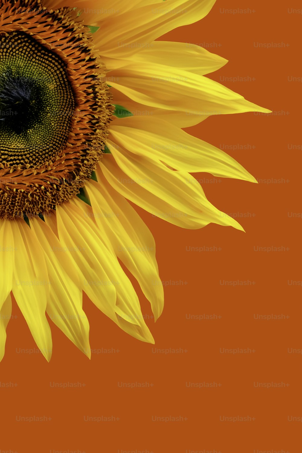 a yellow sunflower with a green center on an orange background