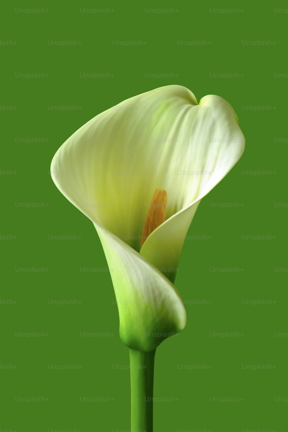 a single white flower on a green background