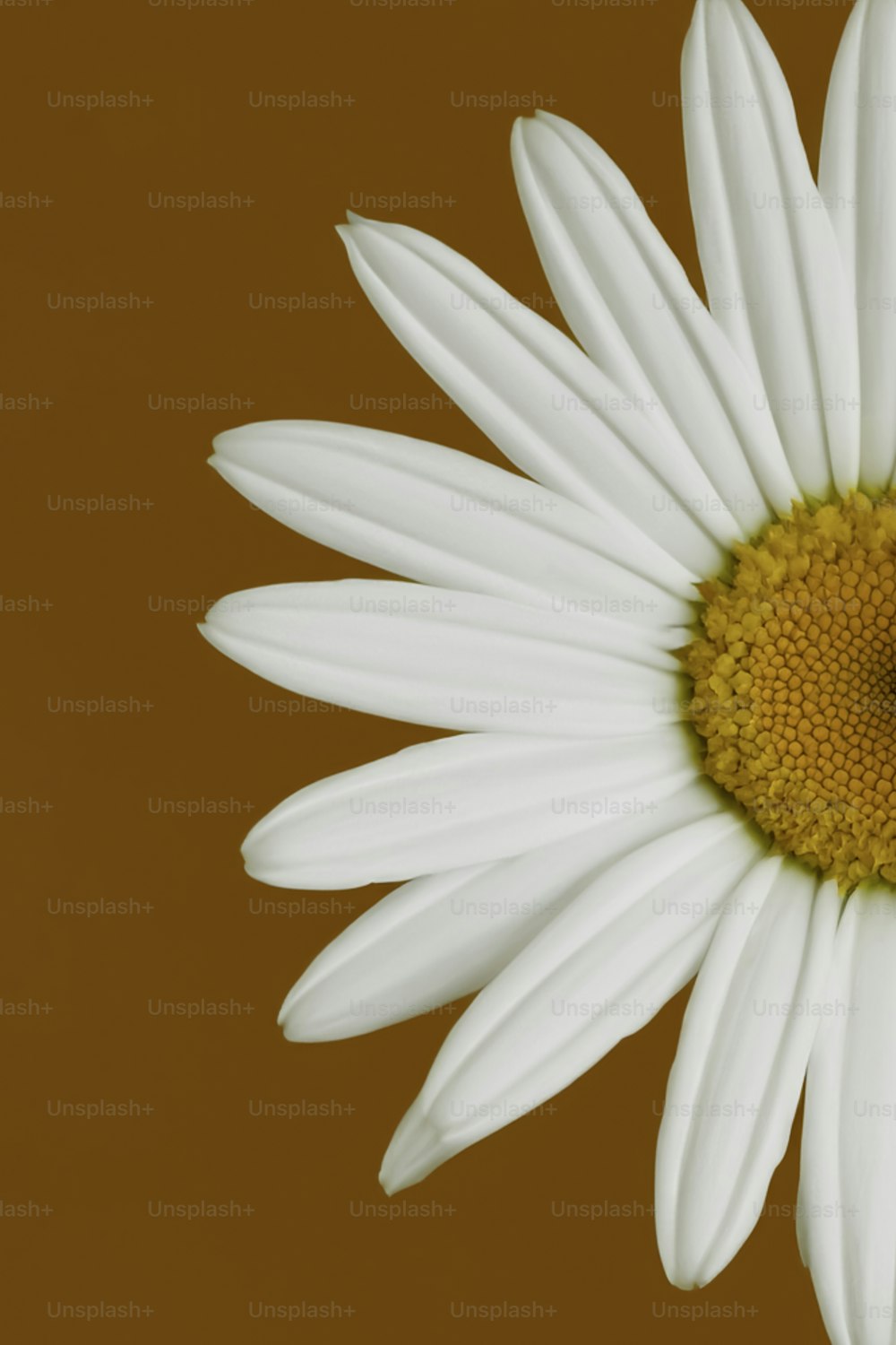 a close up of a white flower with a brown background