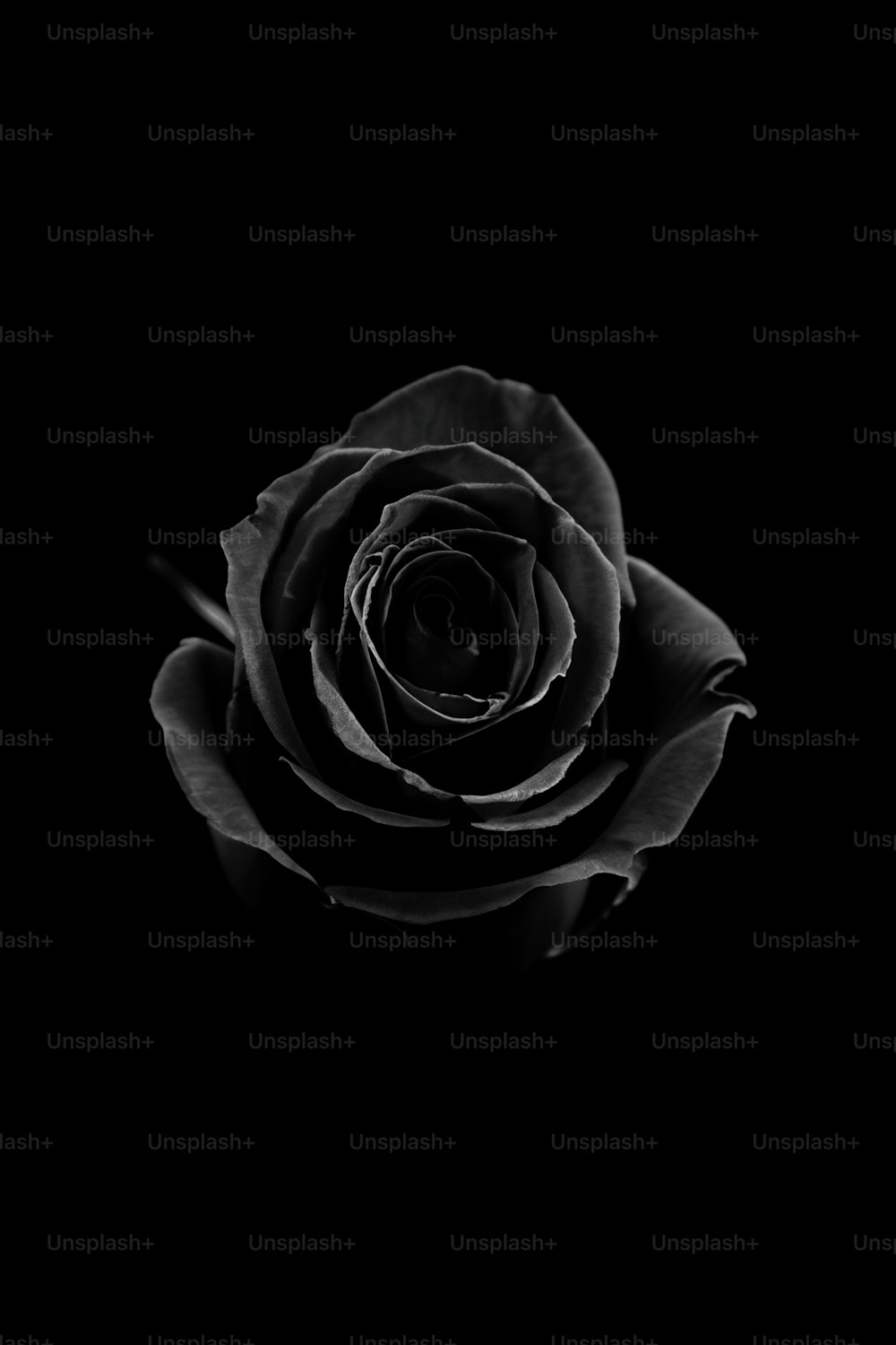 a black and white photo of a rose