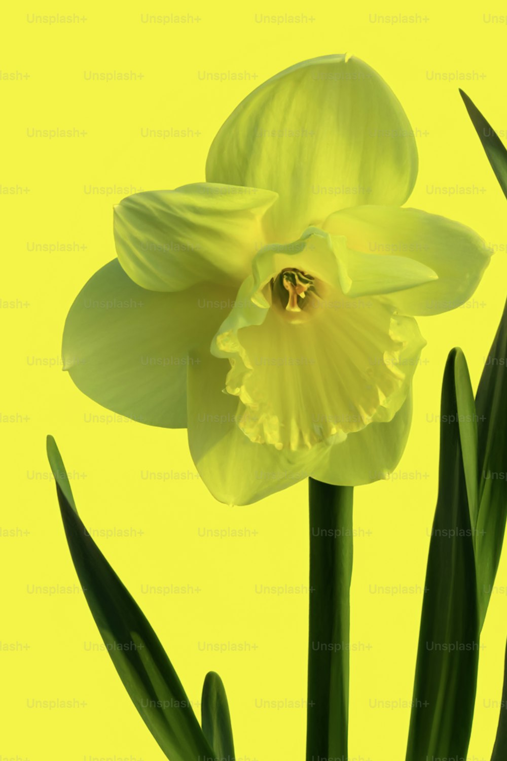 Un primer plano de una flor amarilla sobre un fondo amarillo