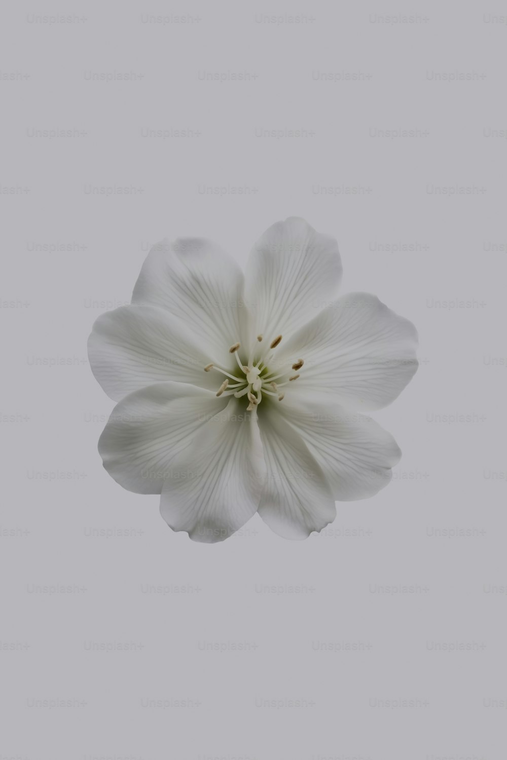 a white flower is in the middle of a gray sky