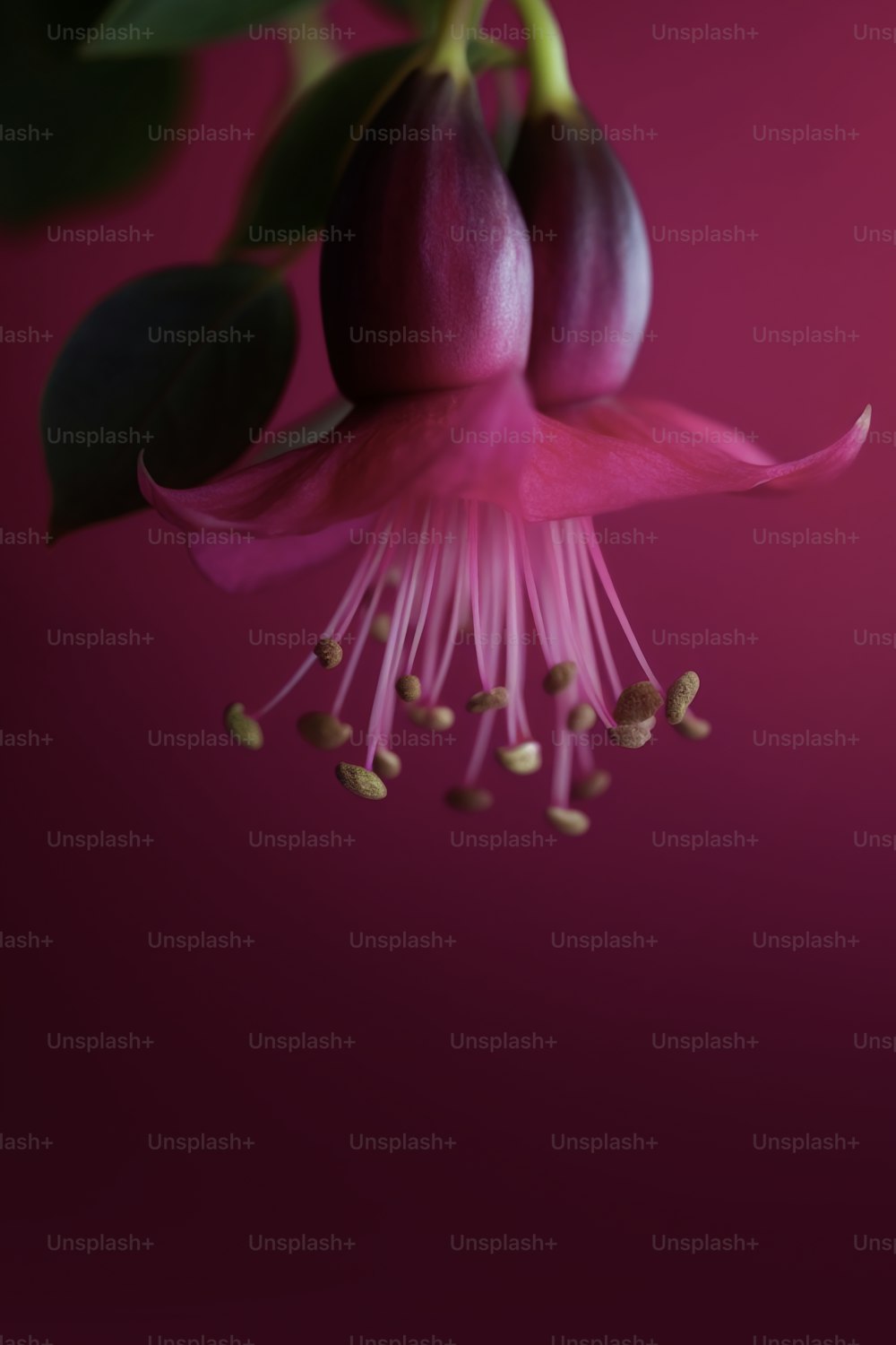 a close up of a pink flower with green leaves