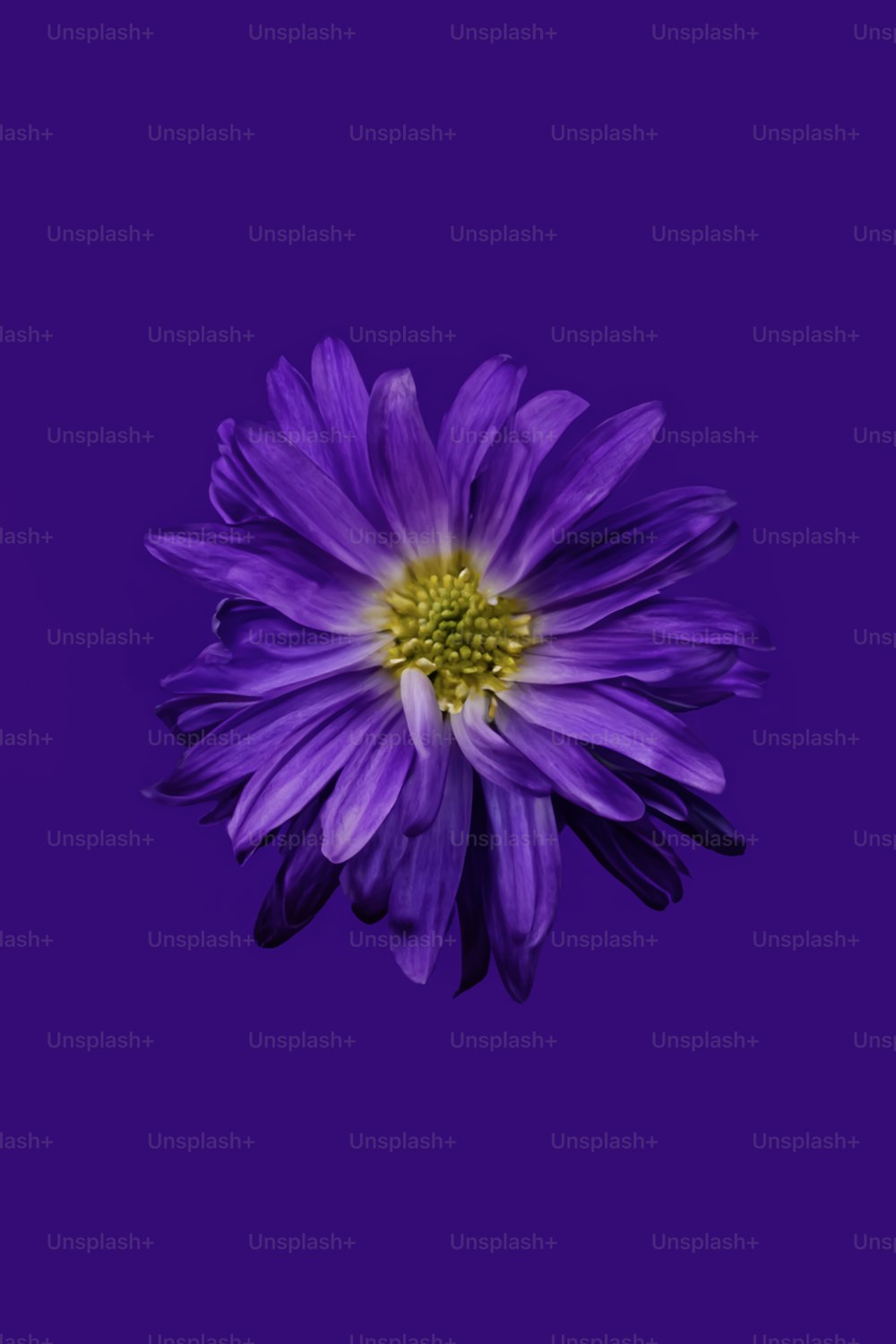 eine violette Blume mit einer gelben Mitte auf einem violetten Hintergrund