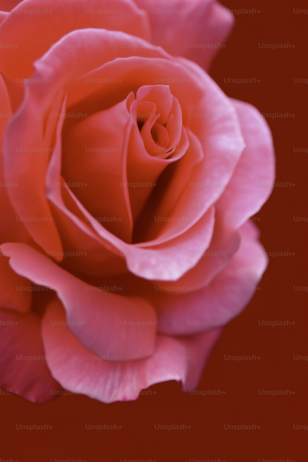 a close up of a pink rose on a red background