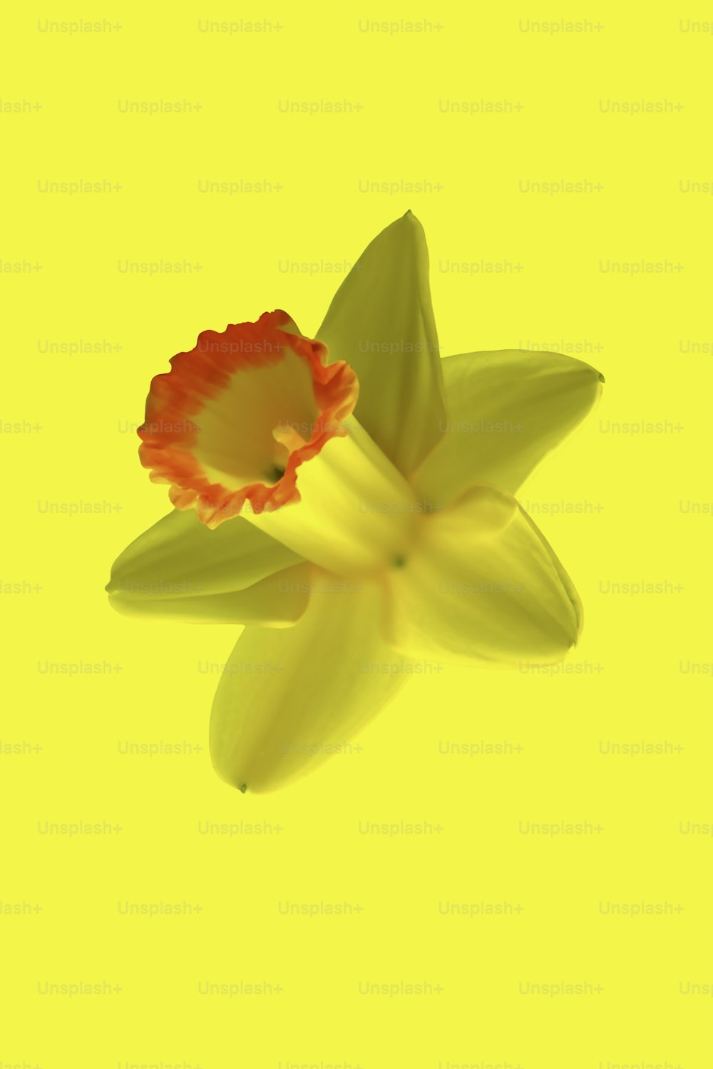uma flor vermelha e amarela em um fundo amarelo