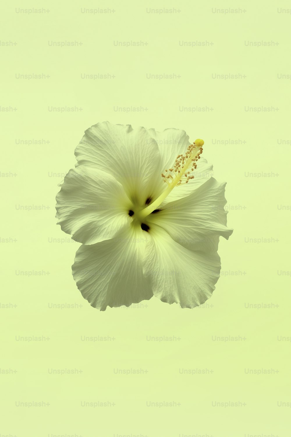 uma flor branca com um centro amarelo no ar