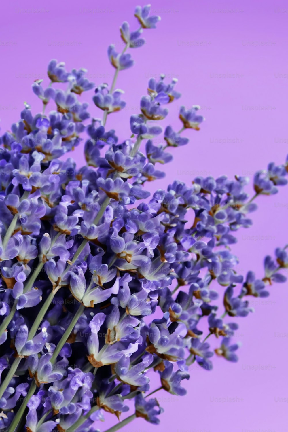 Un ramo de flores de lavanda sobre un fondo púrpura