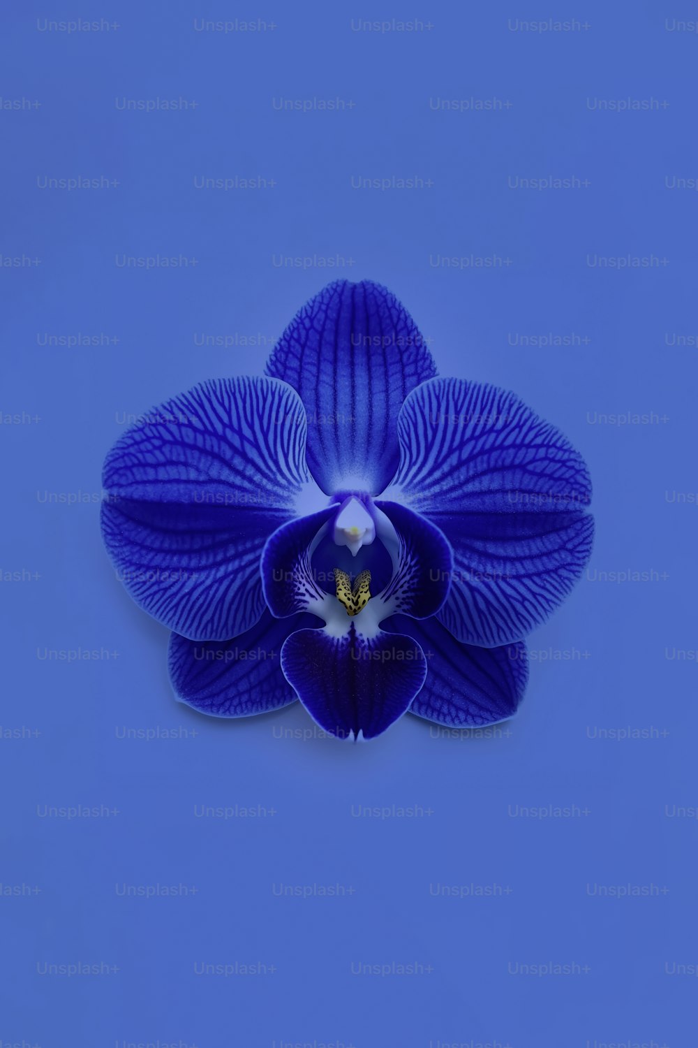 une fleur bleue sur fond bleu
