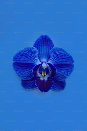 a blue flower on a blue background
